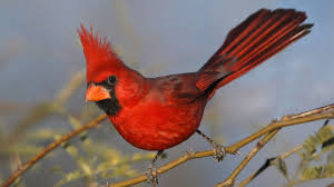 cardinal